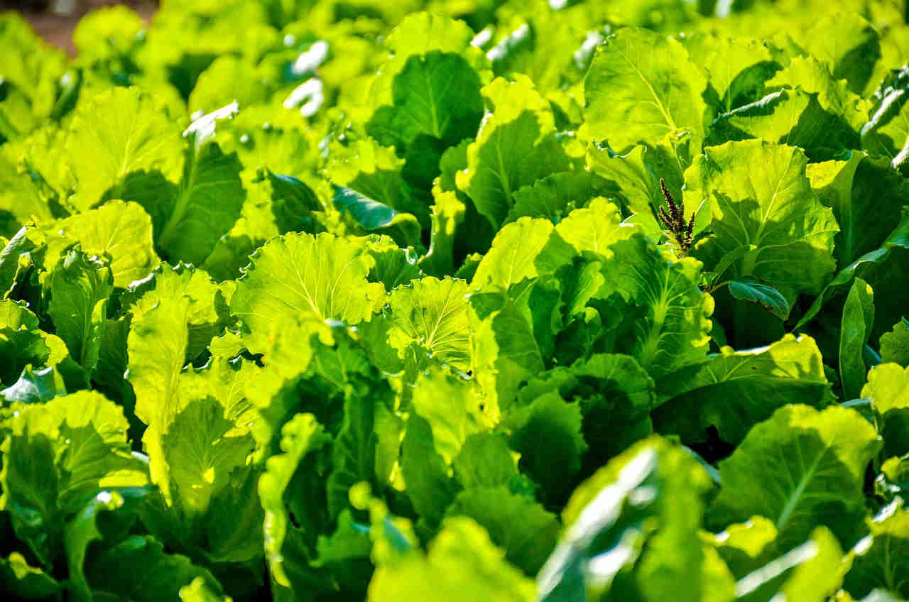 Biodynaaminen viljely